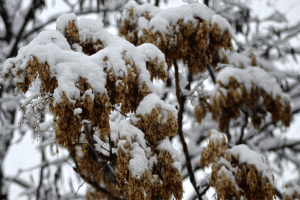 Phots: Snowfall brings Kashmir Valley to standstill