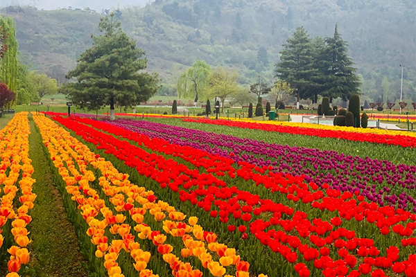 PICS: Majestic Tulip Garden in Jammu and Kashmir opens for tourists