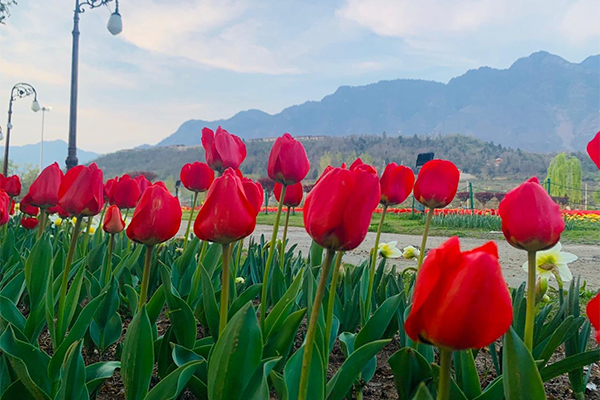 PICS: Majestic Tulip Garden in Jammu and Kashmir opens for tourists