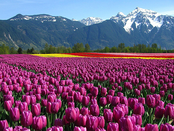 PICS: Majestic Tulip Garden in Jammu and Kashmir opens for tourists
