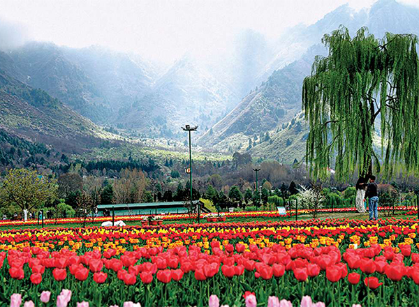 PICS: Majestic Tulip Garden in Jammu and Kashmir opens for tourists