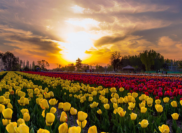 PICS: Majestic Tulip Garden in Jammu and Kashmir opens for tourists