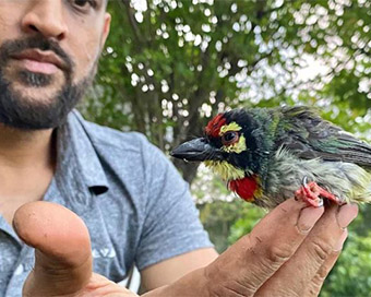 Pic of bird saved by Dhoni