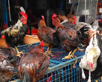 Coronavirus: Chicken prices fall, poultry industry affected