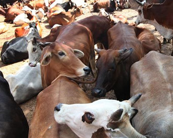 Suspected cow vigilantes beat man to death in Rajasthan (File Photo)