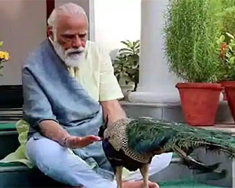 Modi video with peacock
