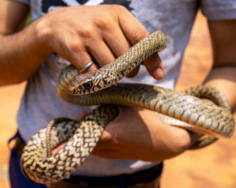 Five-foot long rat snake rescued in Delhi