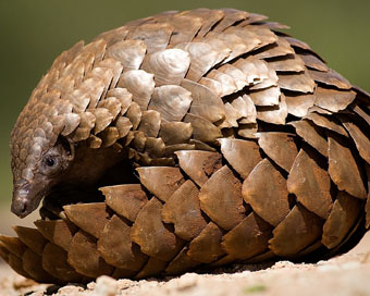 Pangolins may be intermediate Coronavirus host: Study