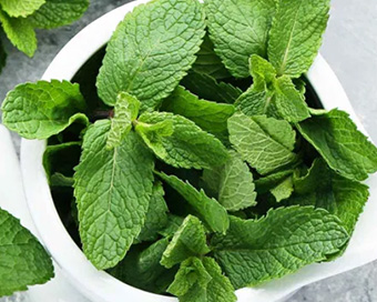 Mint leaves