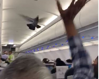 Bird flies inside Jaipur-Ahmedabad flight