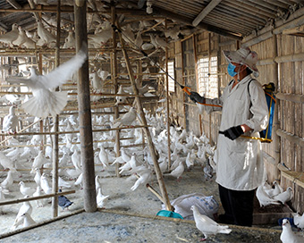 Bird Flu plagues Rajasthan as it battles mutant Covid strain