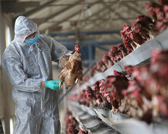 India sees first bird flu death as boy succumbs in Delhi