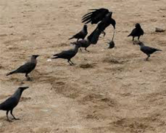 Bird flu: 1,500 crows, birds found dead in MP so far