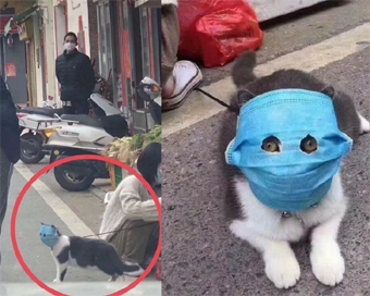Social media abuzz over cats wearing masks in China
