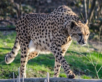 Govt working on reintroduction of Cheetah in the country: Javadekar