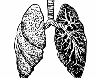Lungs 