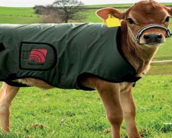 UP jail inmates make coats for cows