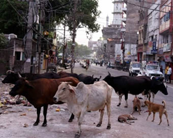 One held for feeding firecracker-laced ball to cow