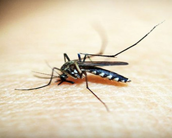 Delhi reports 55 dengue cases this year: MCD