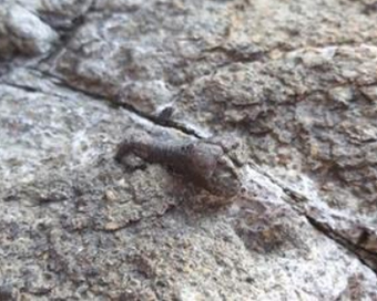 Dinosaur toe bone found in South Korea