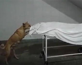 Dog nibbling away at dead body