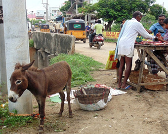 Donkey meat consumption in Andhra rising as 