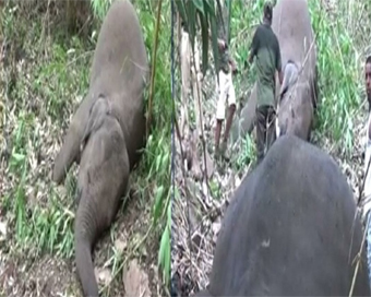 Lightning kills herd of 18 wild elephants in Assam