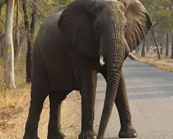 Elephant runs amok, crushes 2 to death in Bihar