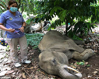 Pregnant elephant lying dead