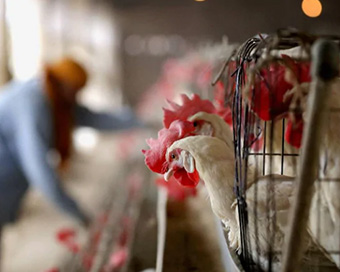 Bird flu outbreak reported in 13 states so far: Centre