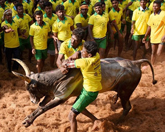 Not more than 300 bull tamers to take part in Jallikattu