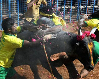 Jallikattu