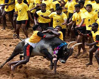  Jallikattu 