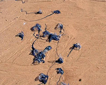 Jellyfish swarms sting Goa beachgoers