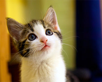 Kitten (file photo)