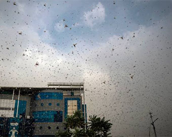 Locusts attack in Gurgaon