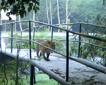 Leopard spotted in NTPC premises in Greater Noida (file photo)