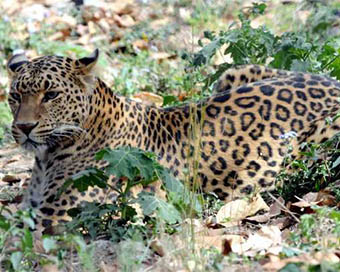 Leopard (file pic)