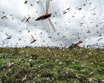 Locusts in a farmland in UP