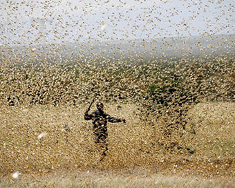 Haryana gears up for intense locust attack
