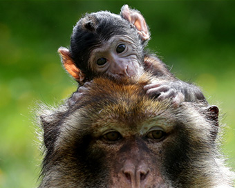 Monkeys (file photo)