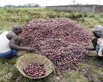 Onion growers, politicians shed tears over export ban