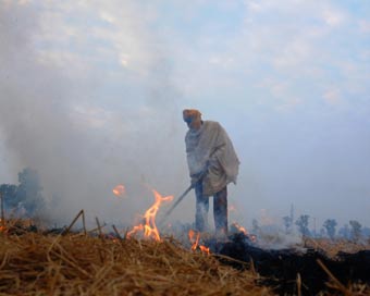 NASA image shows large scale stubble burning: Delhi govt