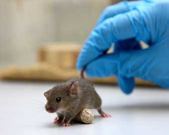 Humans can transmit Covid-19 virus to wildlife: Study