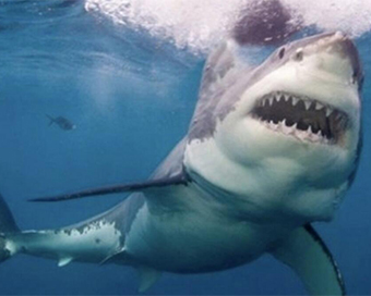 Sydney beaches closed after 1st fatal shark attack in 60 years