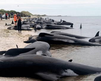 Stranded whales refloat in New Zealand
