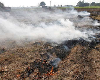 Stubble burning