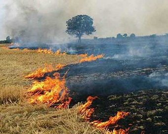Delhi HC issues notice on plea to prevent stubble-burning in Punjab, Haryana and UP