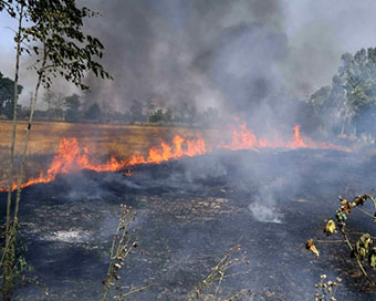 Centre to SC: Since Dec 3 stubble burning not an issue for pollution in Delhi