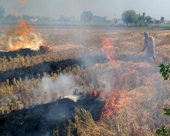 stubble burning